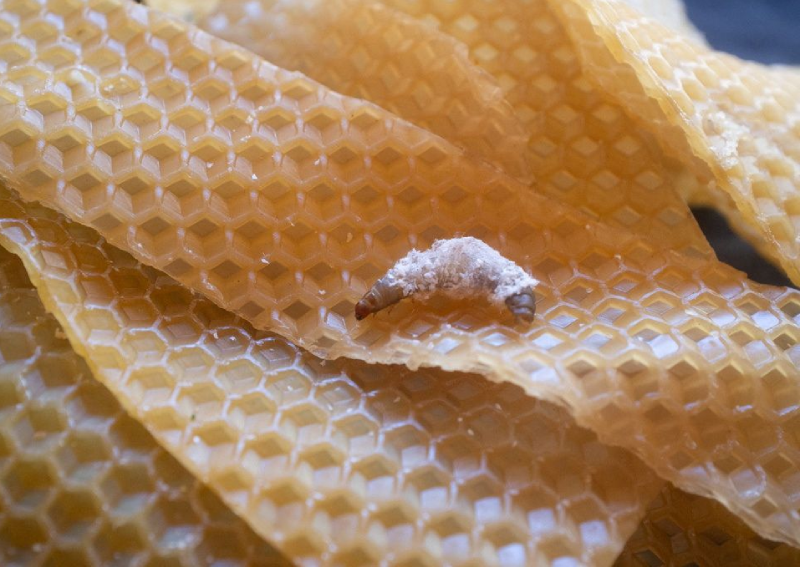 Lowly wax worm's saliva may boost fight against plastic pollution